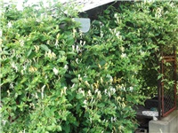 92ebe9fc-Picture 007.jpg